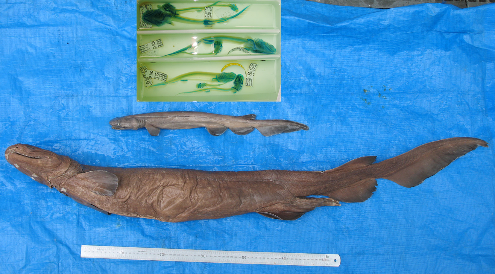 Stem-Crown-Elasmobranchii