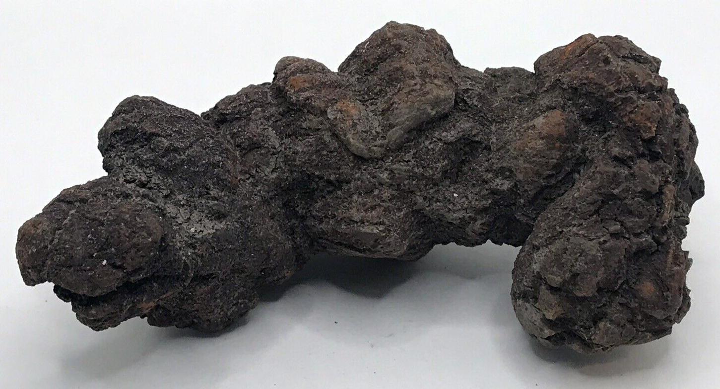 Coprolite