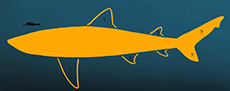 White Shark