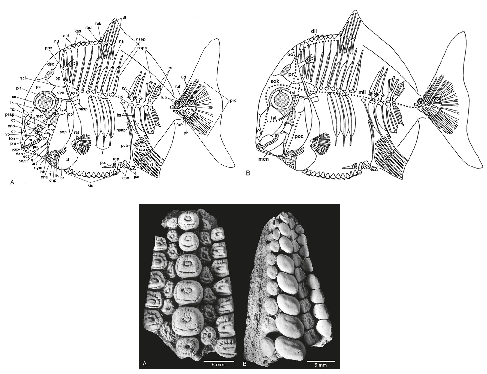 Pycnodontiformes