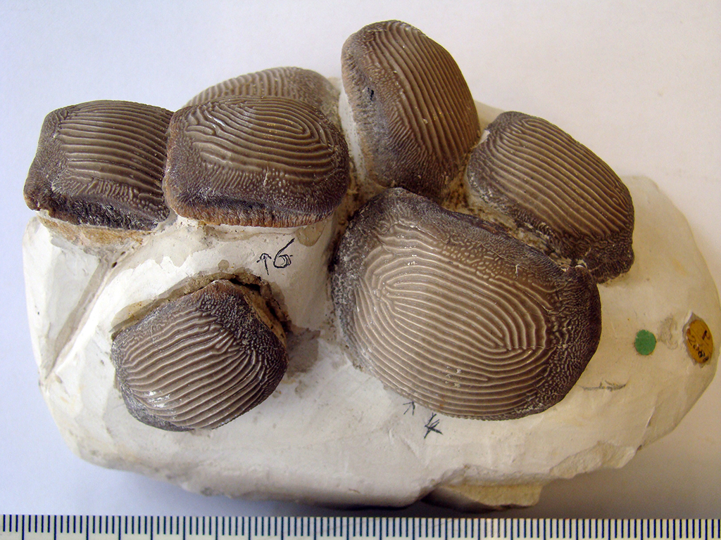Teeth of an extinct shark from the Upper Cretaceous of England housed in the fossil fish colelction of the Natural History Museum London, UK